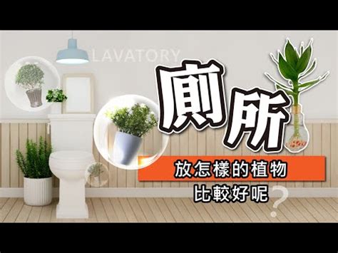 吊蘭廁所風水|淨化廁所植物風水：提升居家運勢的綠色魔法 